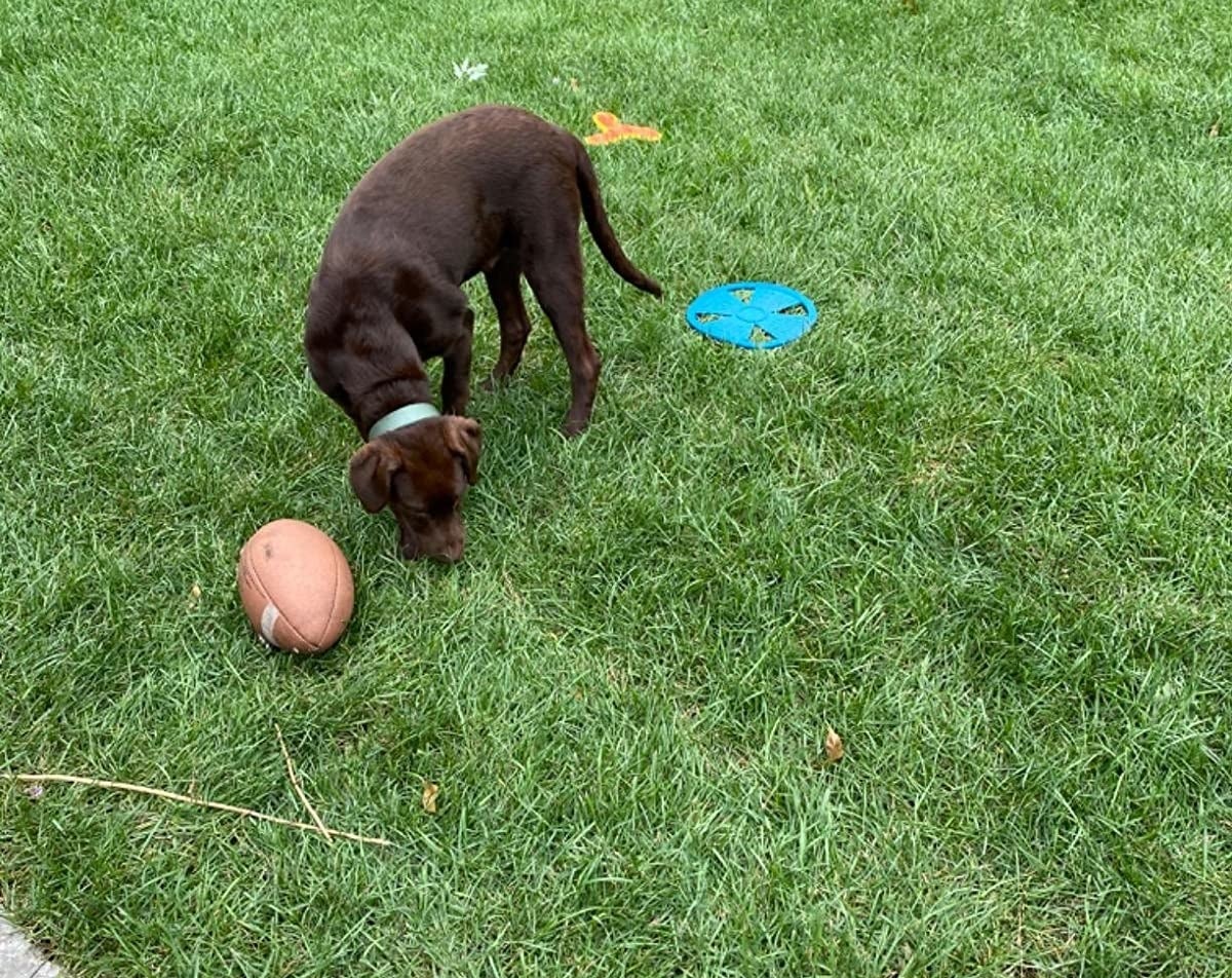 a dog on a green lawn