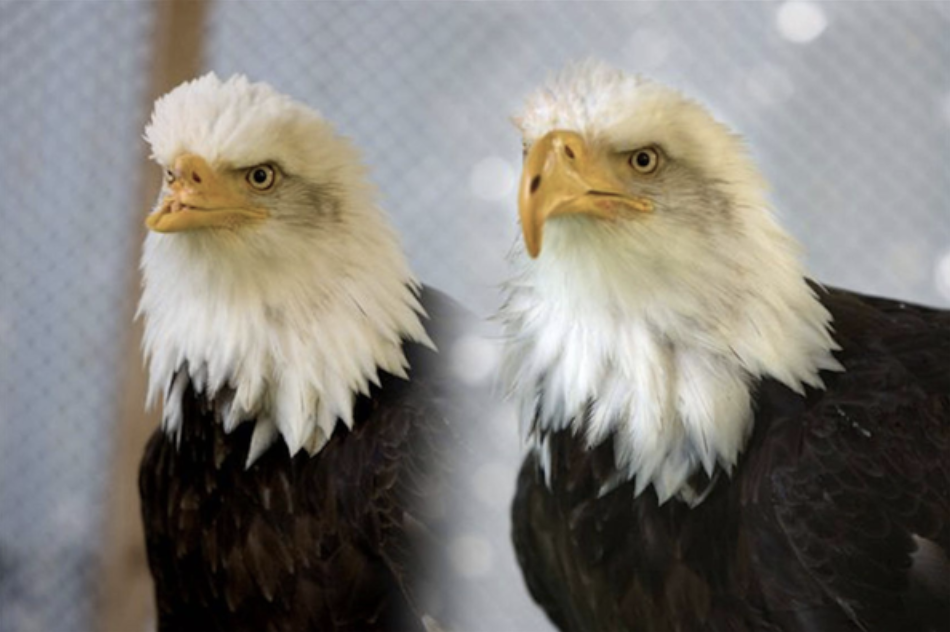 In one photo an eagle has no nose and in a second he has a large beak