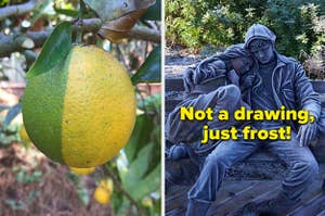 A lemon that is half yellow and half green, and a sculpture of a man holding a woman covered in frost, making it look like a pencil drawing