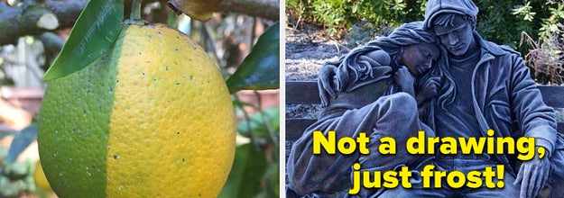 A lemon that is half yellow and half green, and a sculpture of a man holding a woman covered in frost, making it look like a pencil drawing