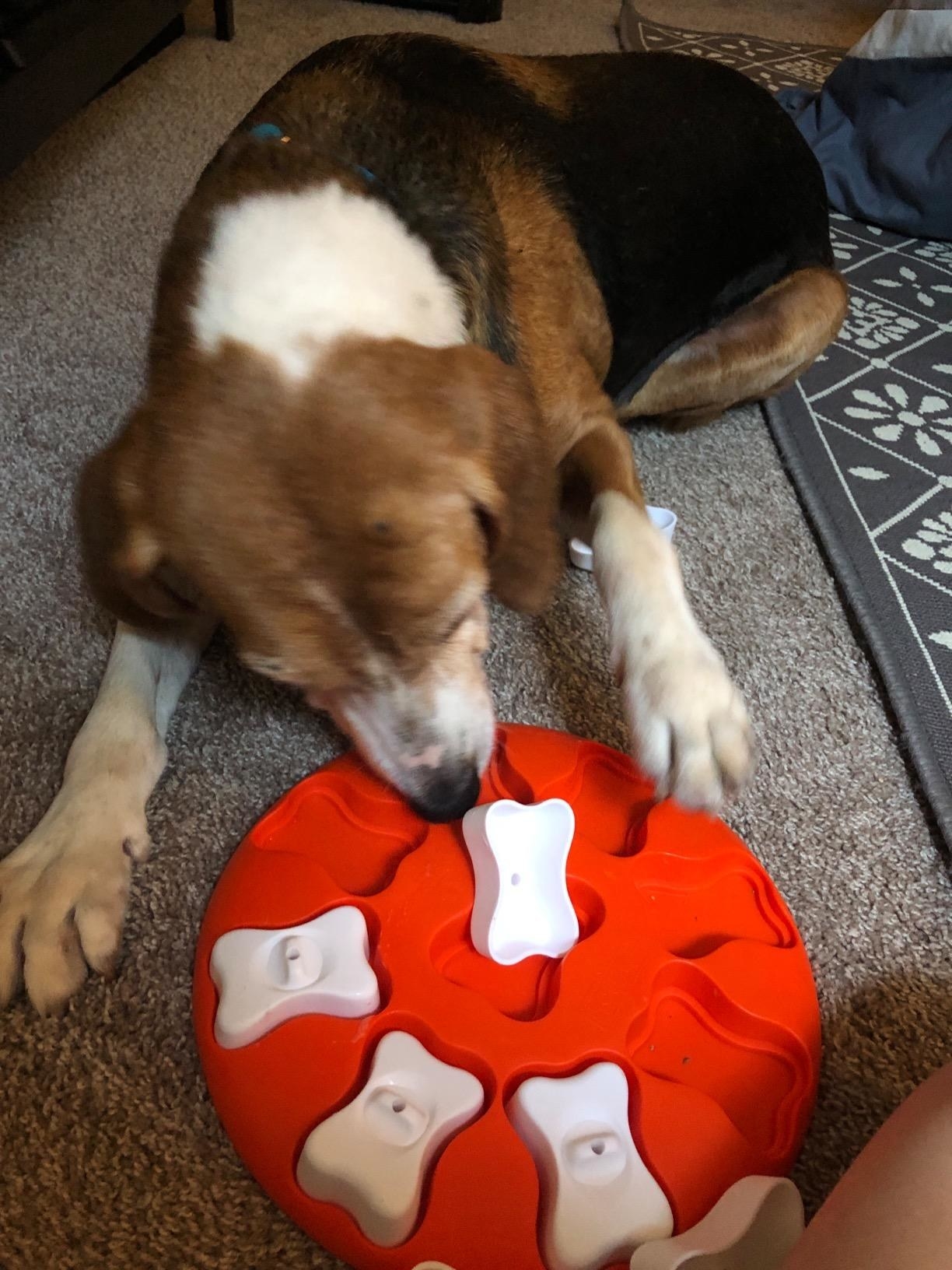 The toy, which is round, with covered bone-shaped compartments that the dog can remove to find the snacks