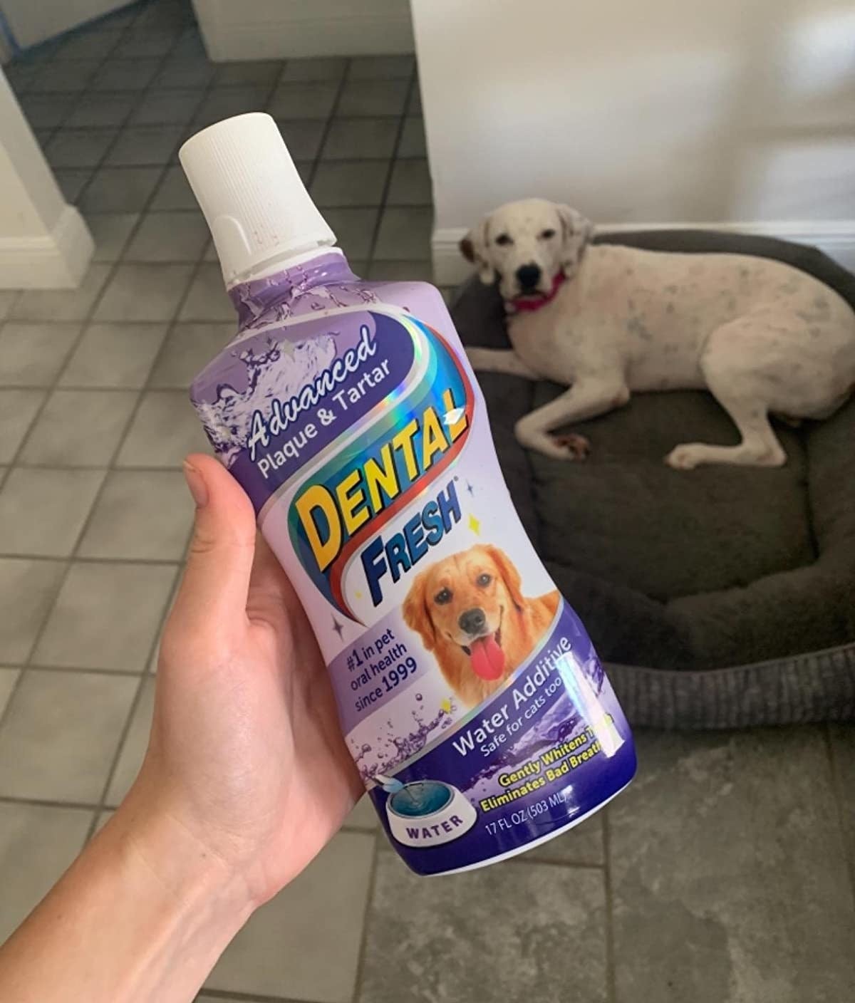 a hand holding the bottle in front of a dog