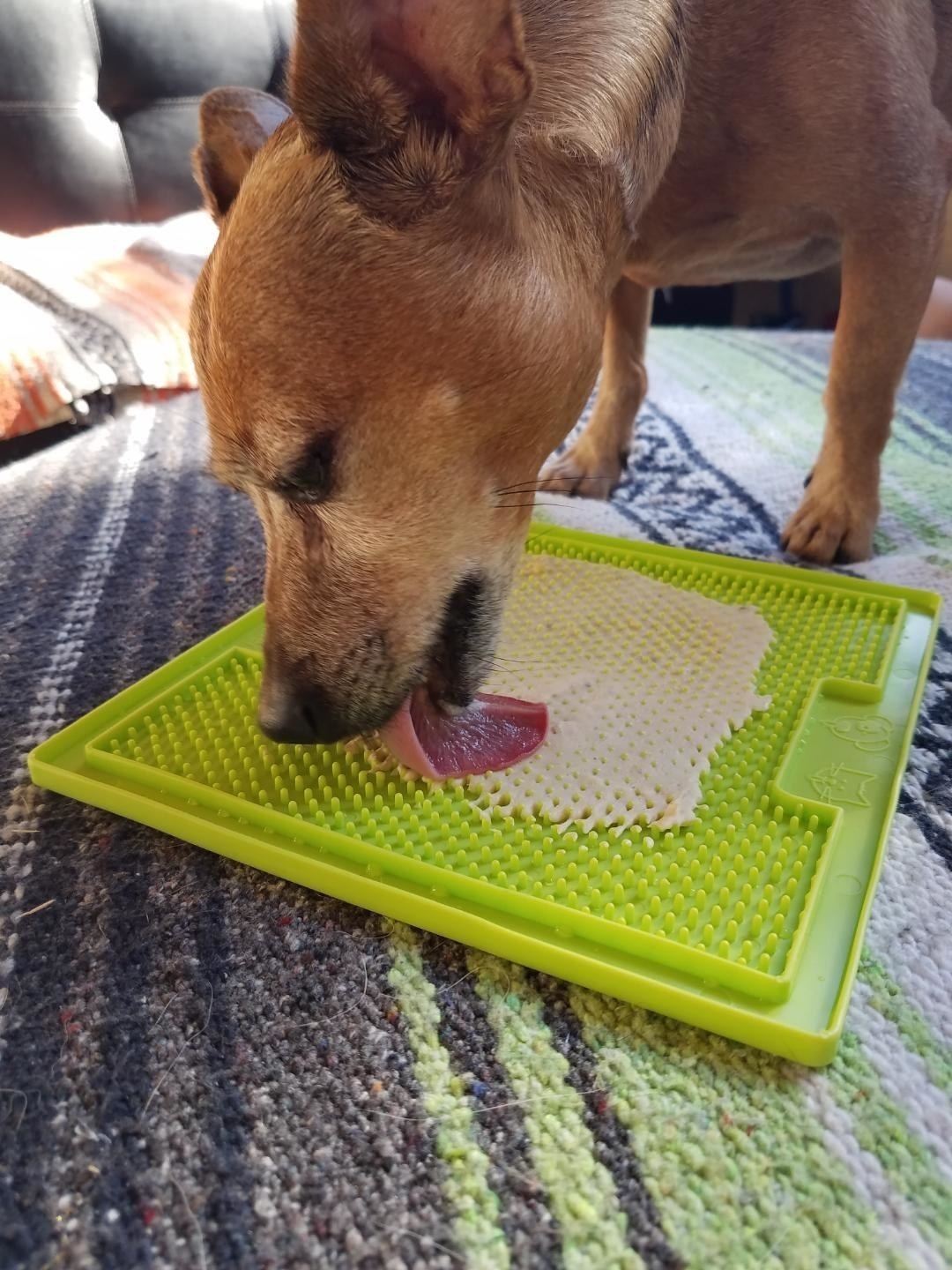a dog licking food off the green mat