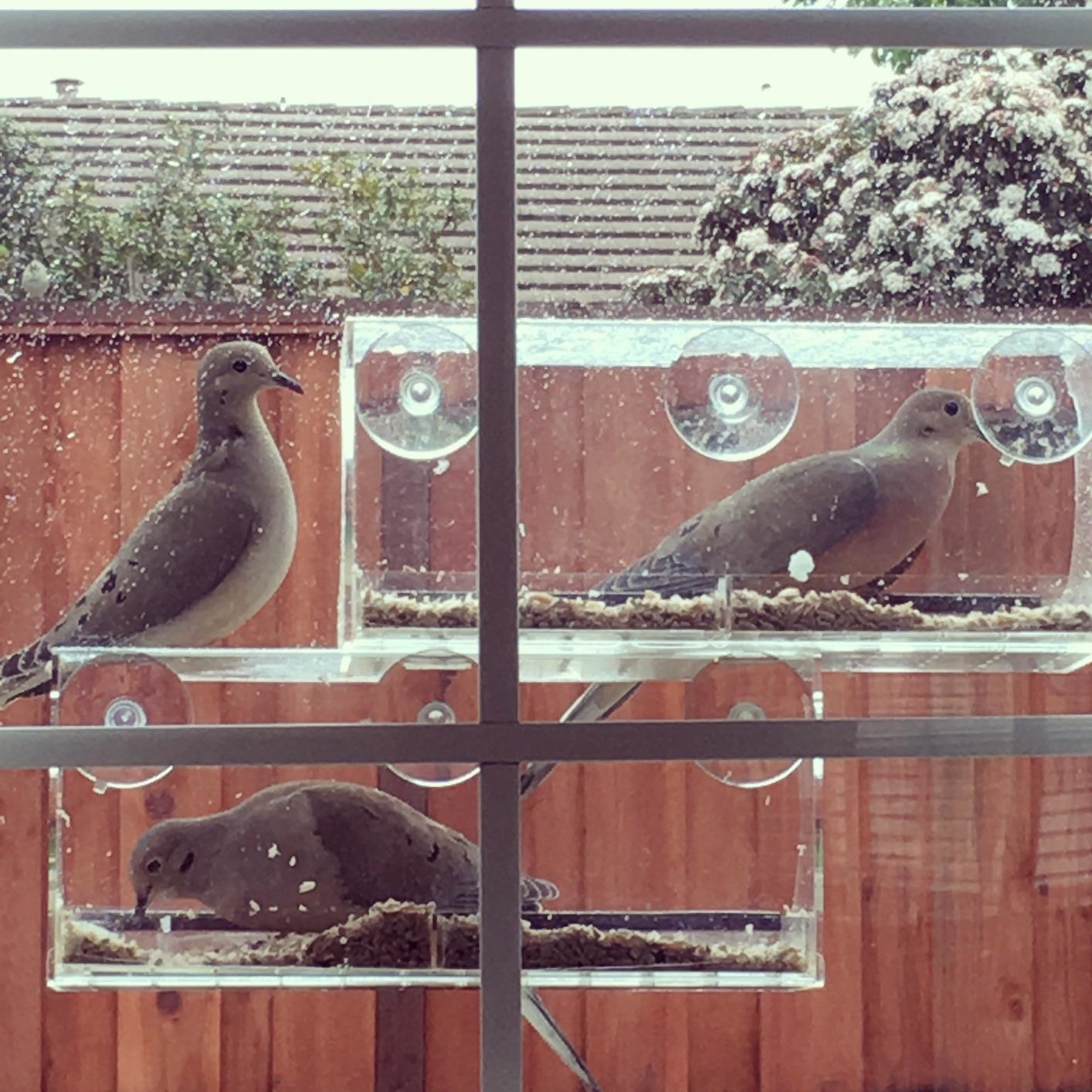 Doves use a reviewer&#x27;s clear acrylic feeders