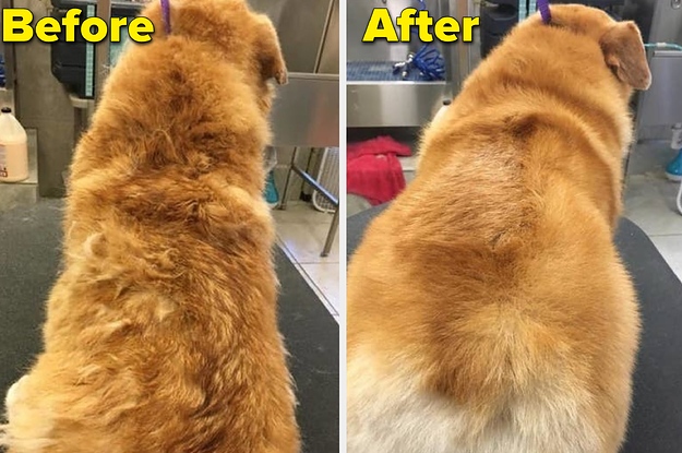 22 Products With Before-And-After Photos That Anyone With A Dog Should Probably See