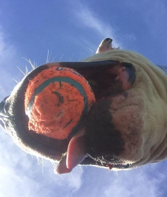 Reviewer&#x27;s dog playing with the ball