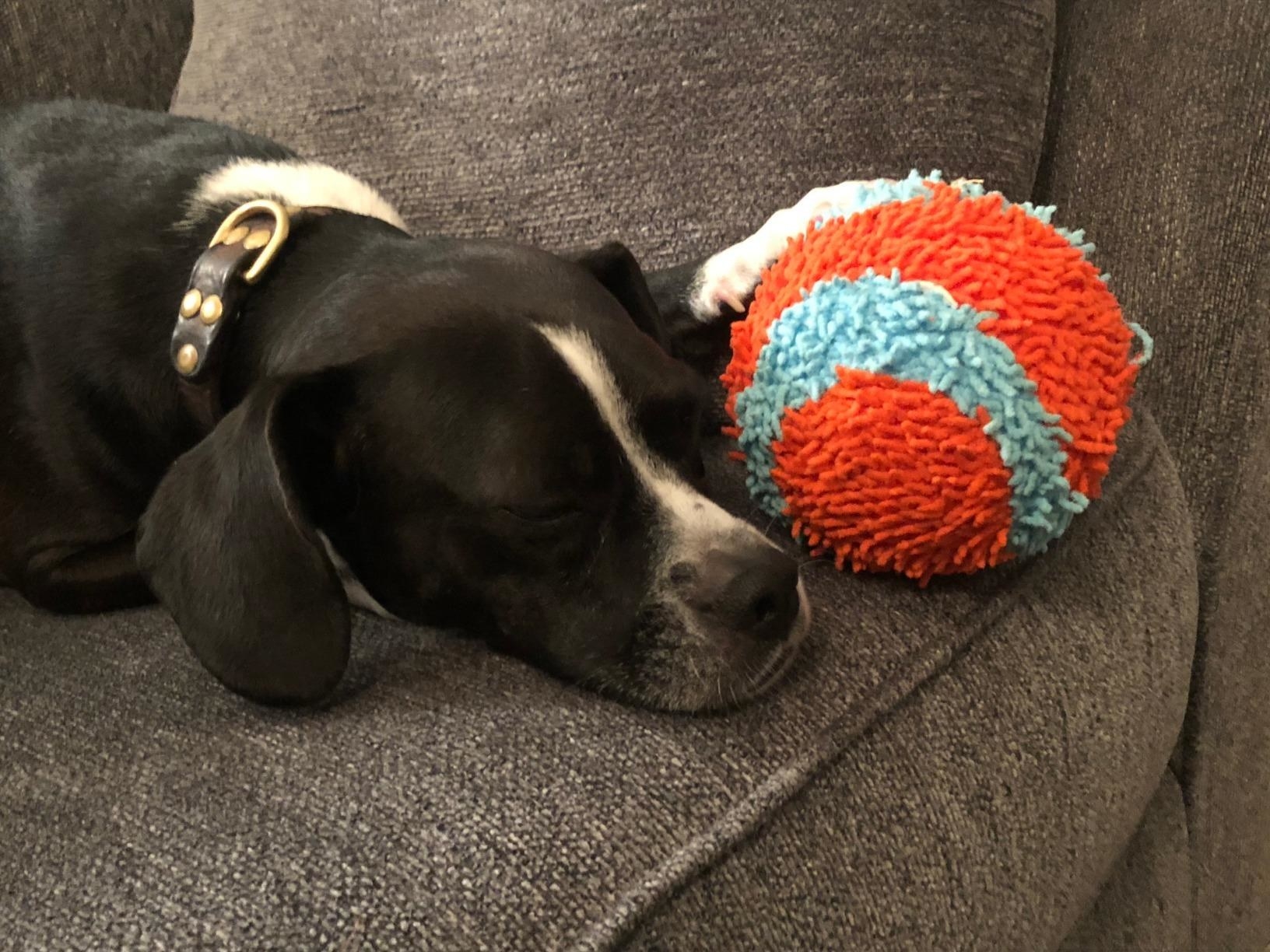 A dog with the ball, which is covered in soft, yarn-like threads