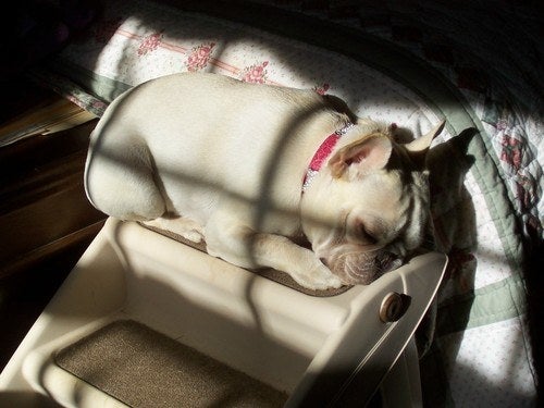 a dog sleeping on the steps