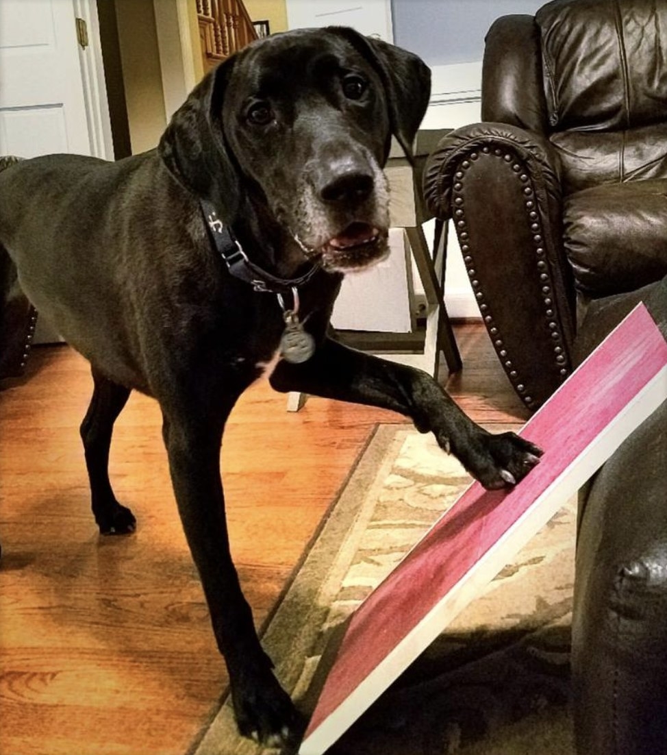 A dog with their paw on a scratch pad