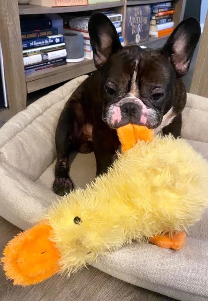 french bulldog with chew toy in his mouth