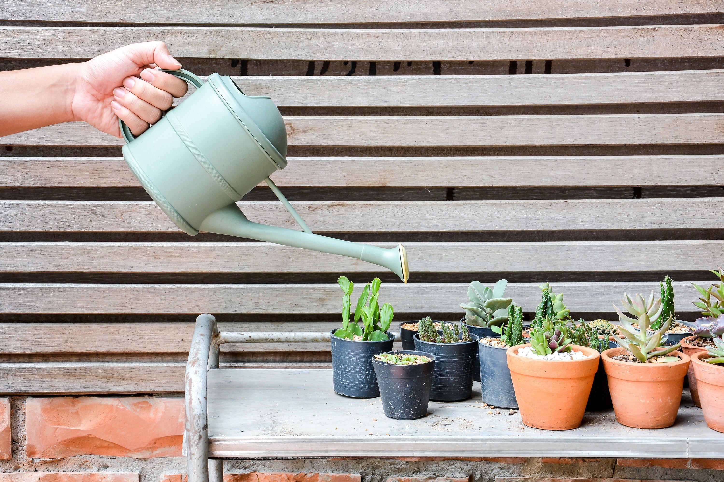 Watering plants