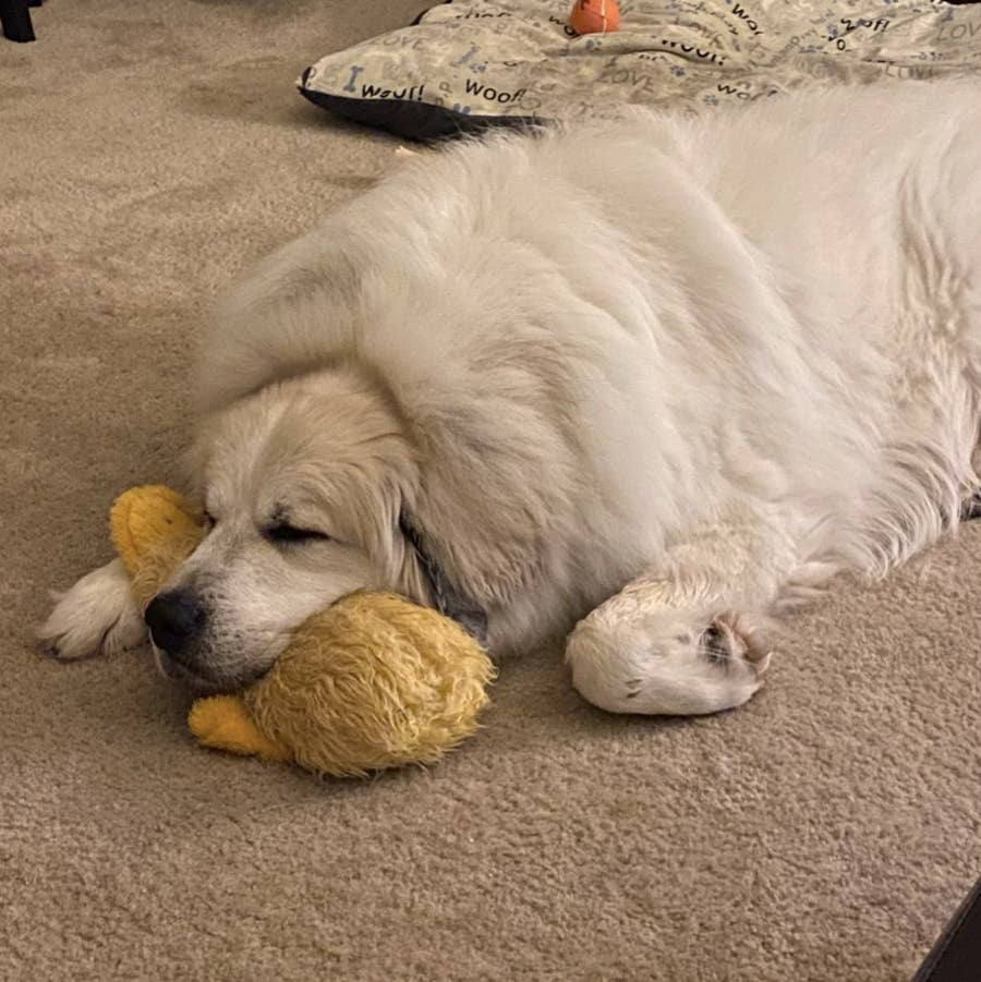 Duckworth clearance dog toy