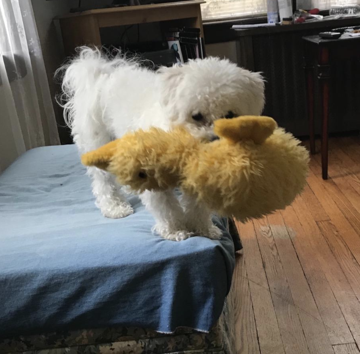 Multipet Duckworth Dog Toy Review: Why I'm ~Pup-Sessed~