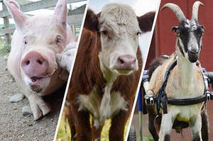 a pig, a cow, and a goat in wheelchair