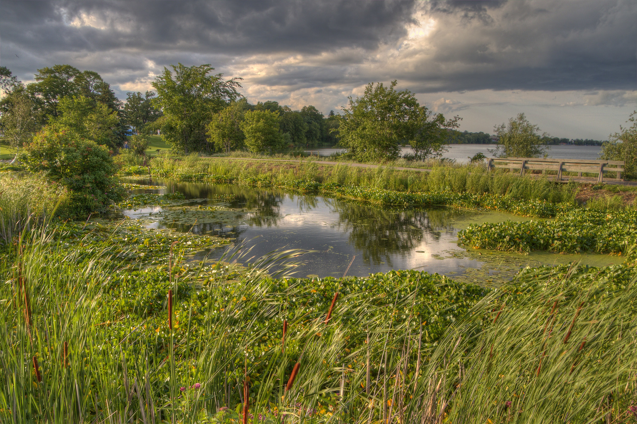 Natural marshy landscape near Bemidji, Minnesota