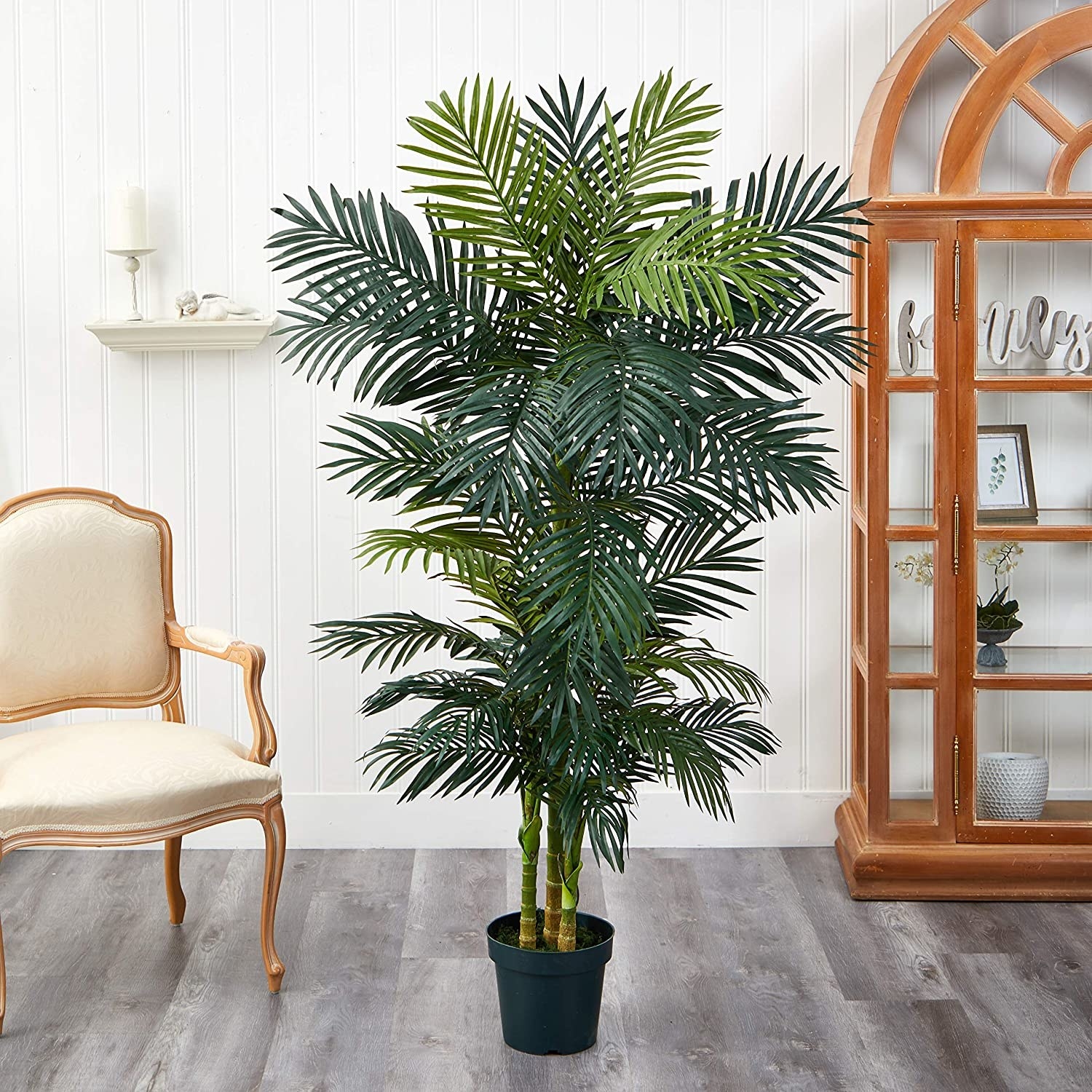 A 6.5-foot-tall Golden Kane palm tree