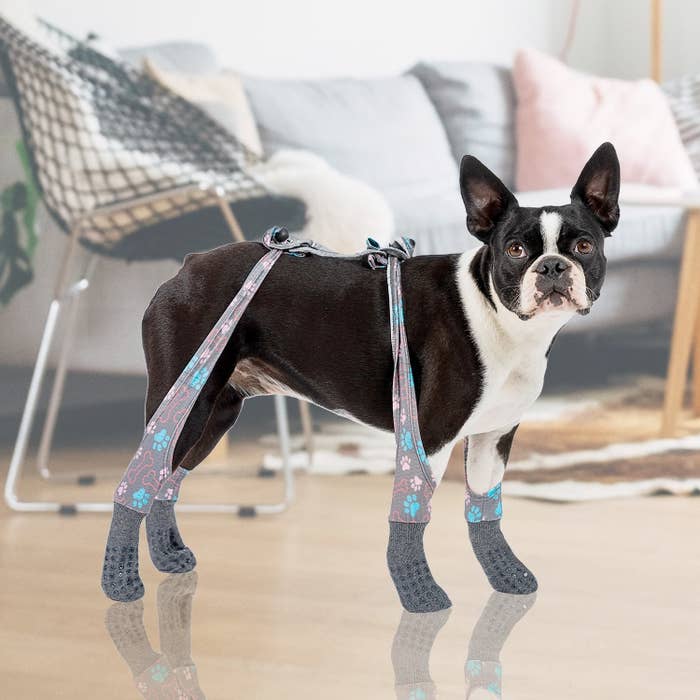 Dog wearing the indoor leggings