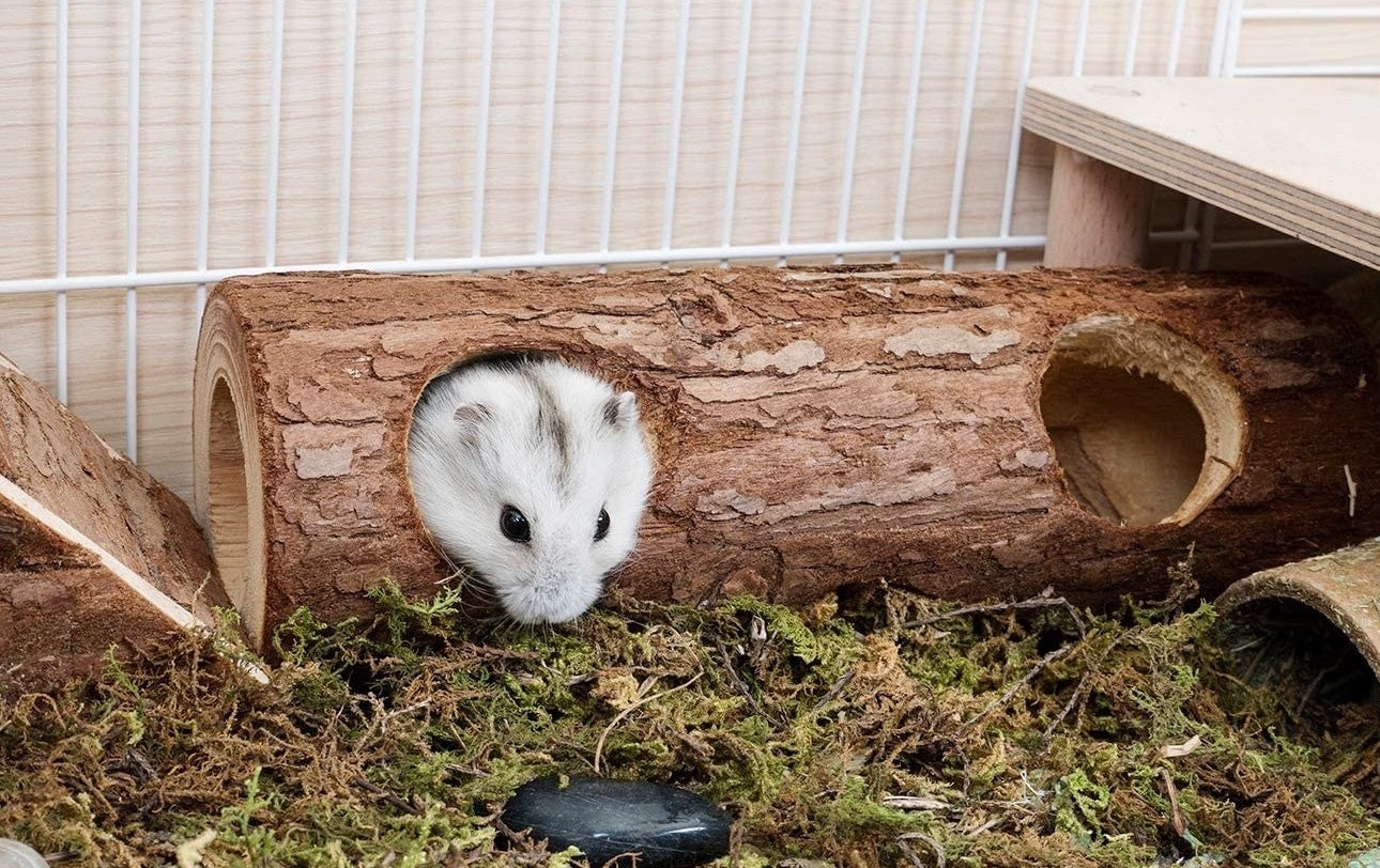 The log, which has holes in the top, sides, and on each end