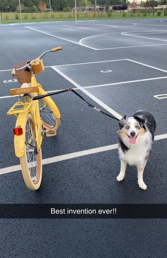 Dog Bike Leash - WalkyDog Biking Leash - That Mutt