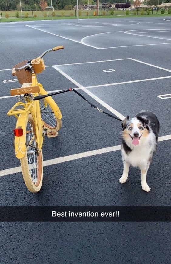 Reviewer&#x27;s dog standing next to the bike attached by the leash, with snapchat caption &quot;best invention ever!&quot;