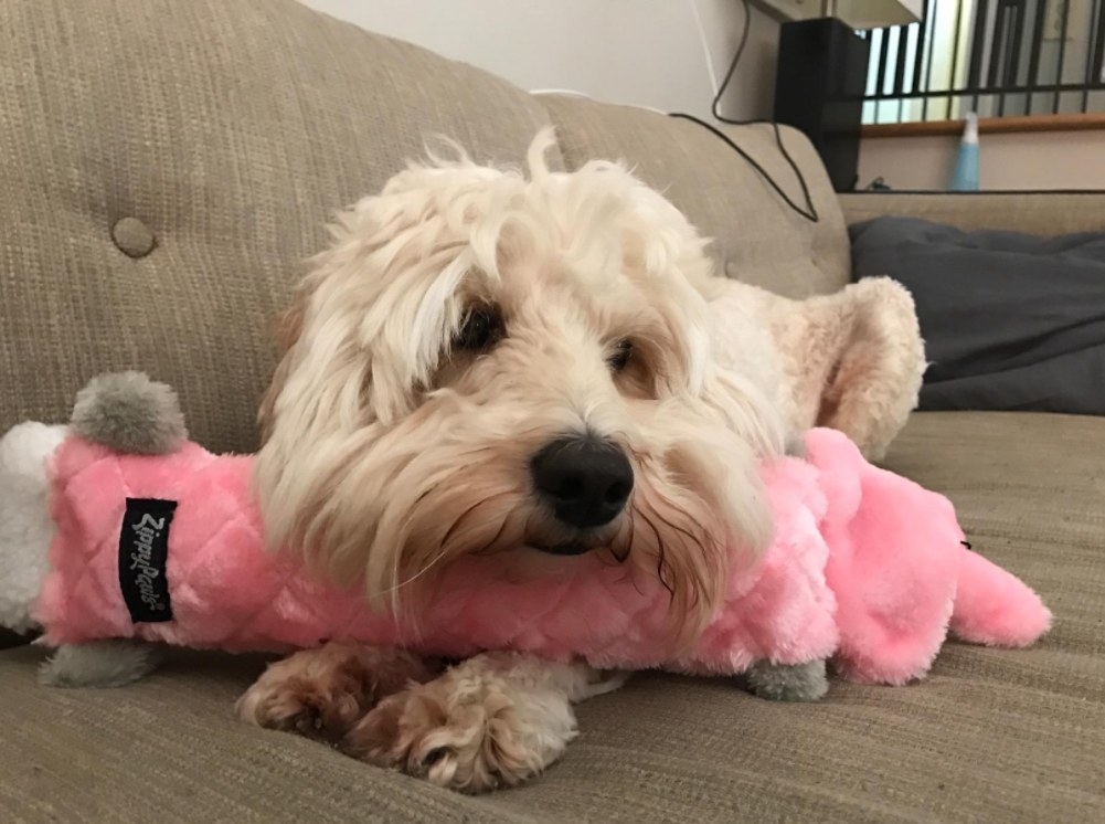 A small white dog resting its chin on the crinkle toy to show its length.
