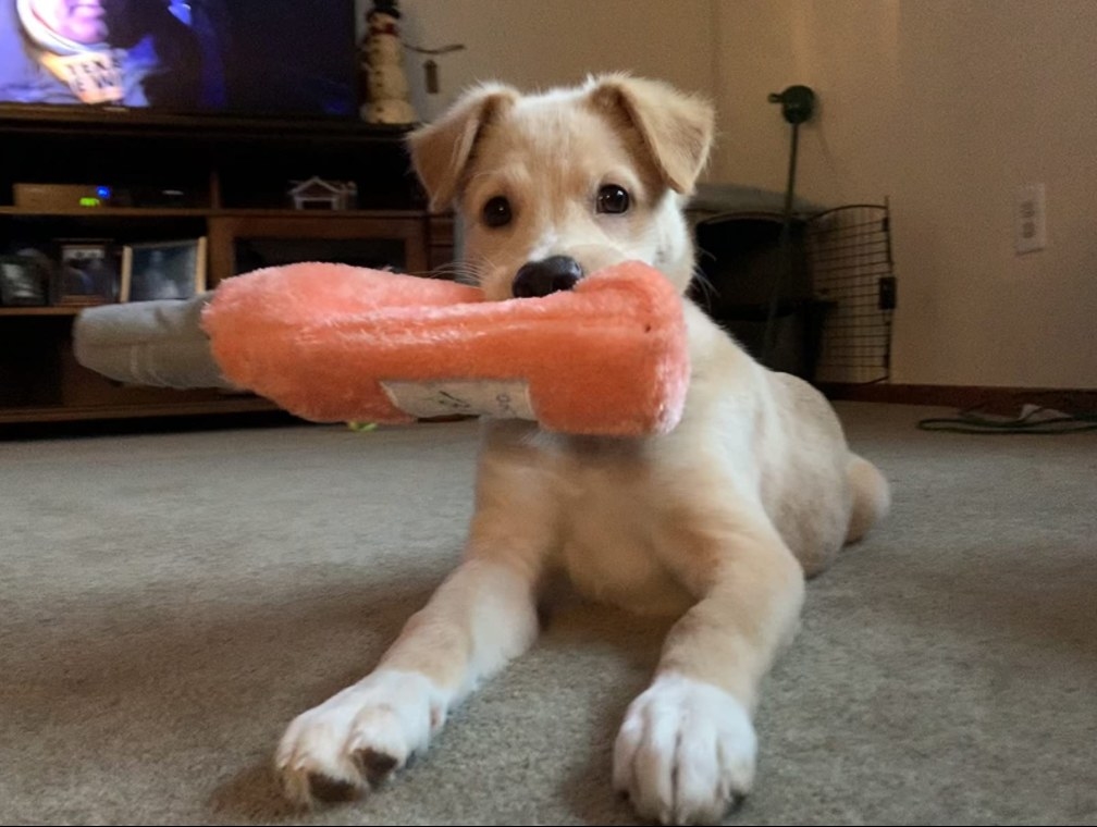 A puppy holding the toy in its mouth to show its size.