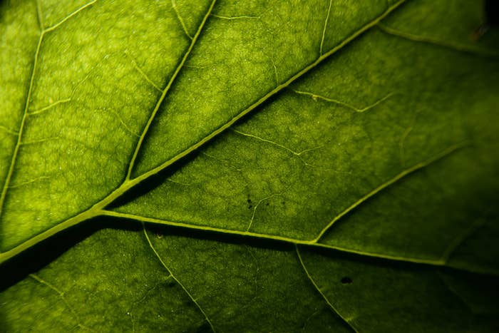 leaf zoomed in very green