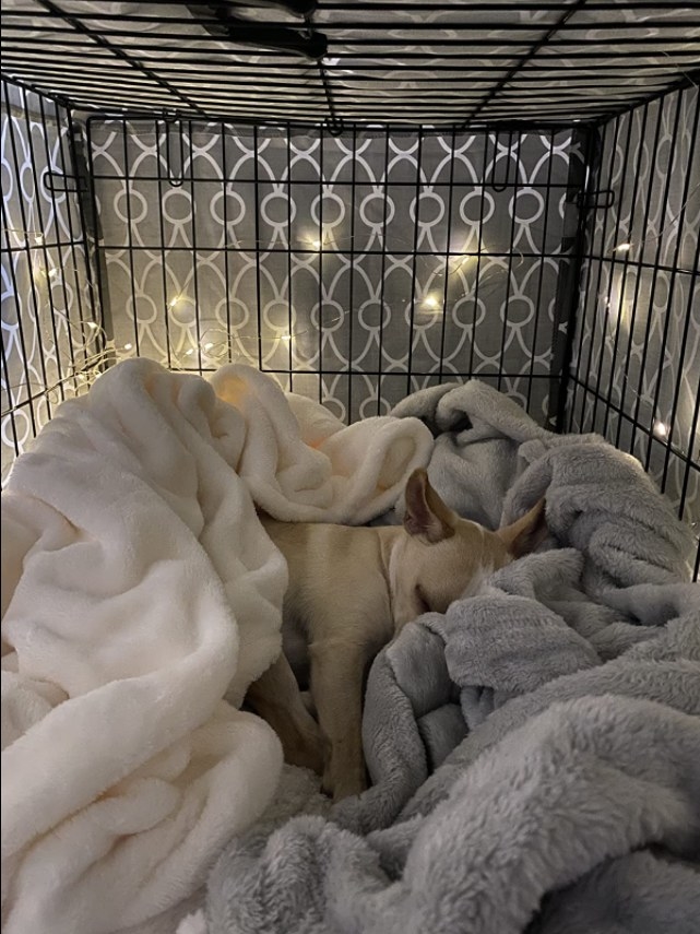 A puppy inside the lined crate surrounded by plush blankets to show the cozy environment.