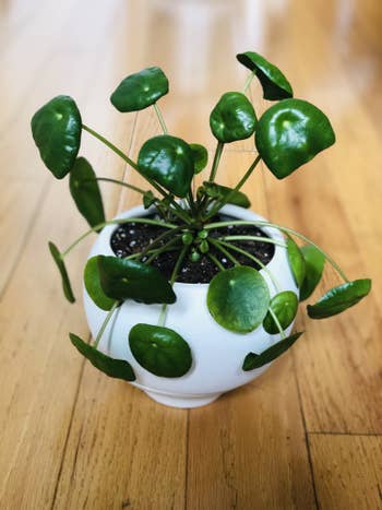 A pilea plant in the self watering planter