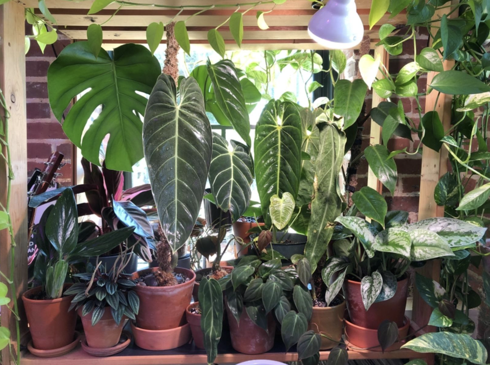 28 Things That'll Help You Showcase Your Plants