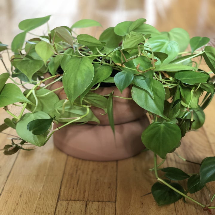 28 Things That'll Help You Showcase Your Plants