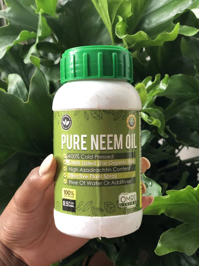 A reviewer holding the jar of neem oil