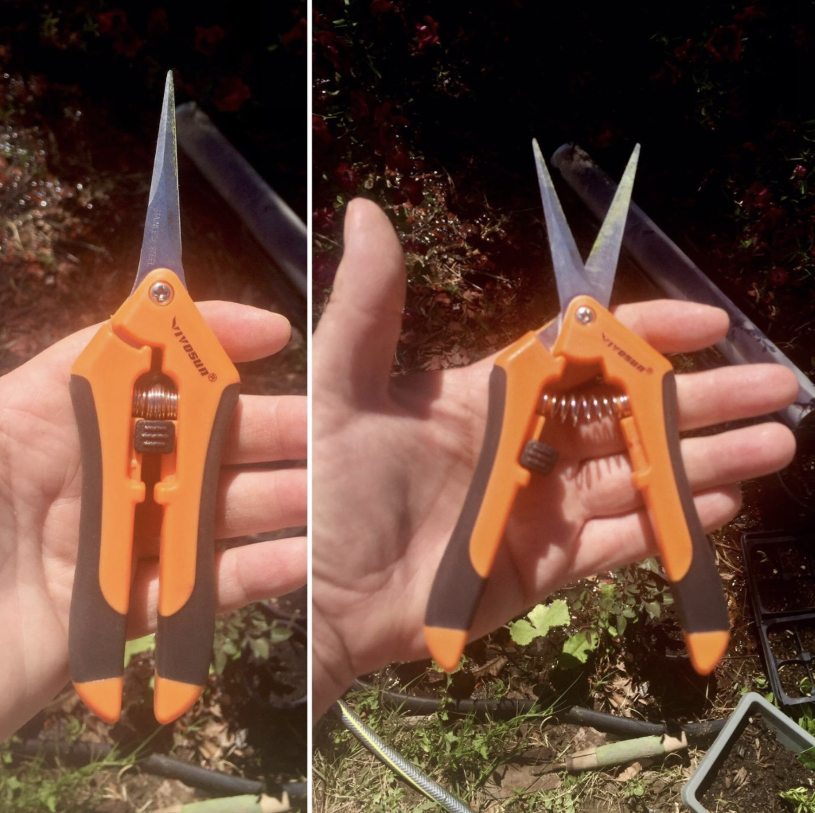 A reviewer holding the pruners