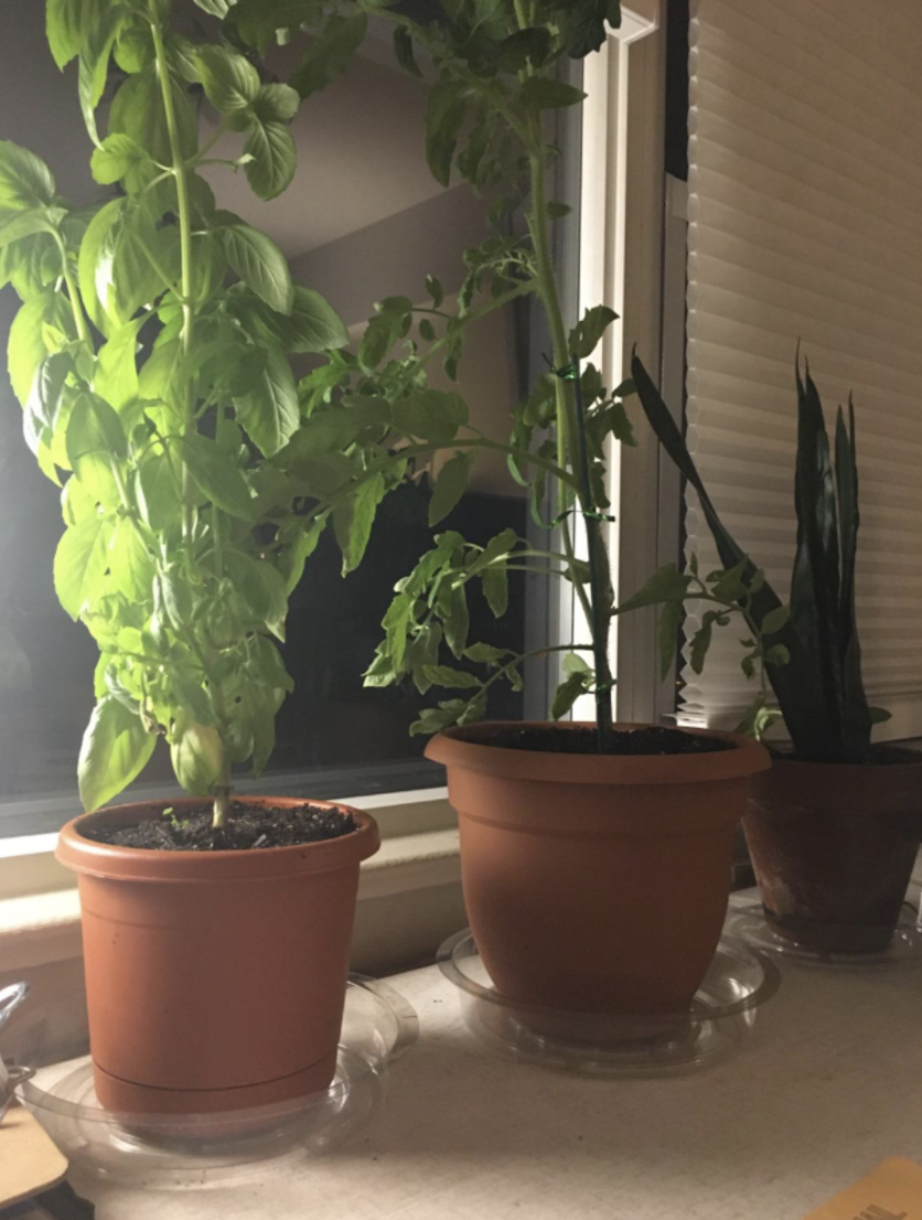 A reviewer&#x27;s plants in the saucers