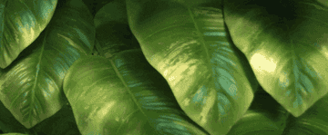 Gif of main character Moana walking out of a brush of leaves