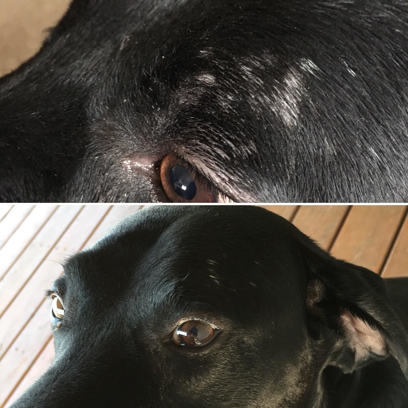 Review photo of dog before and after the immune supplements