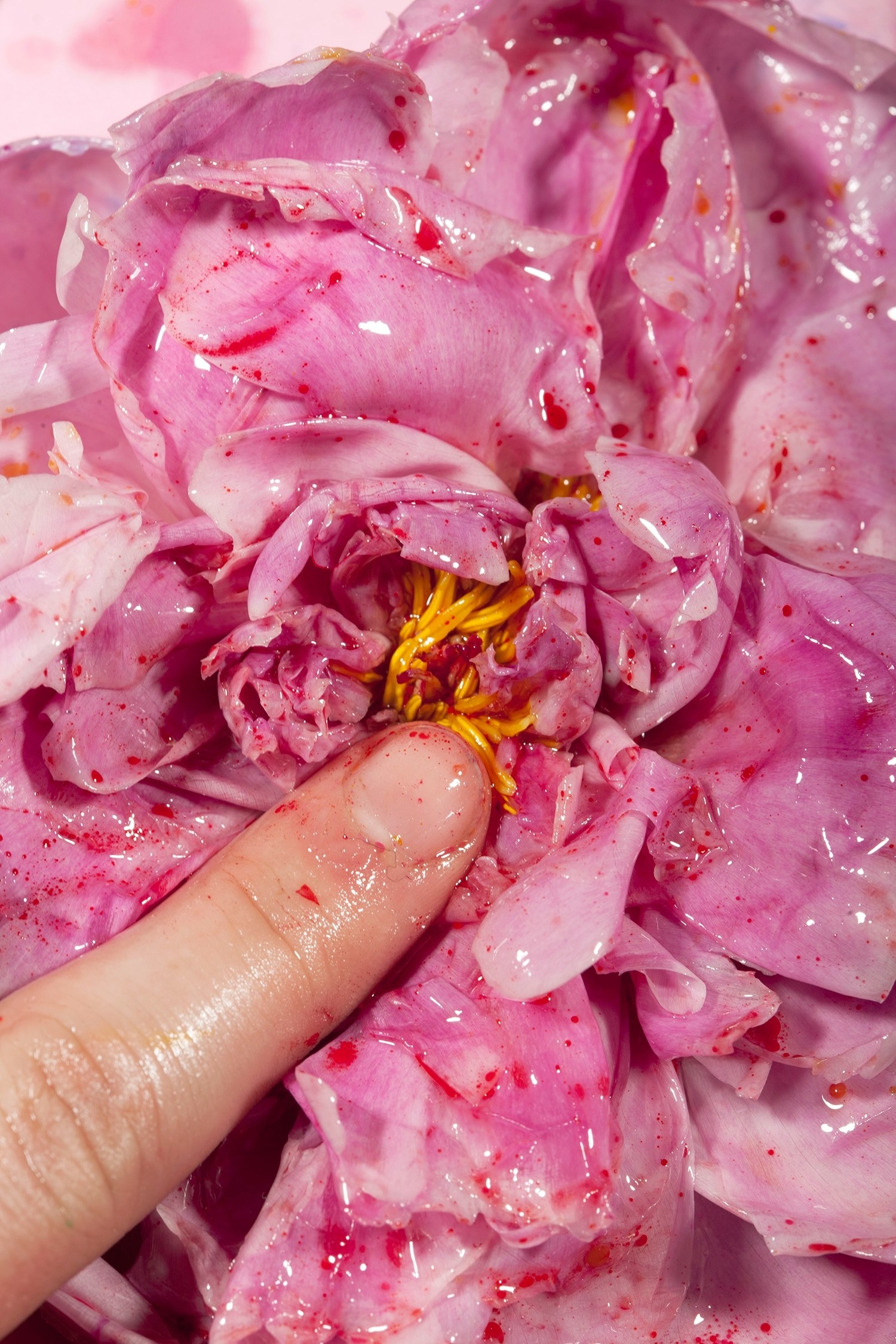 A finger touching the center of a peony, covered with something that looks like blood 