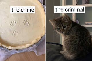 Kitten paws in a pie crust labeled 