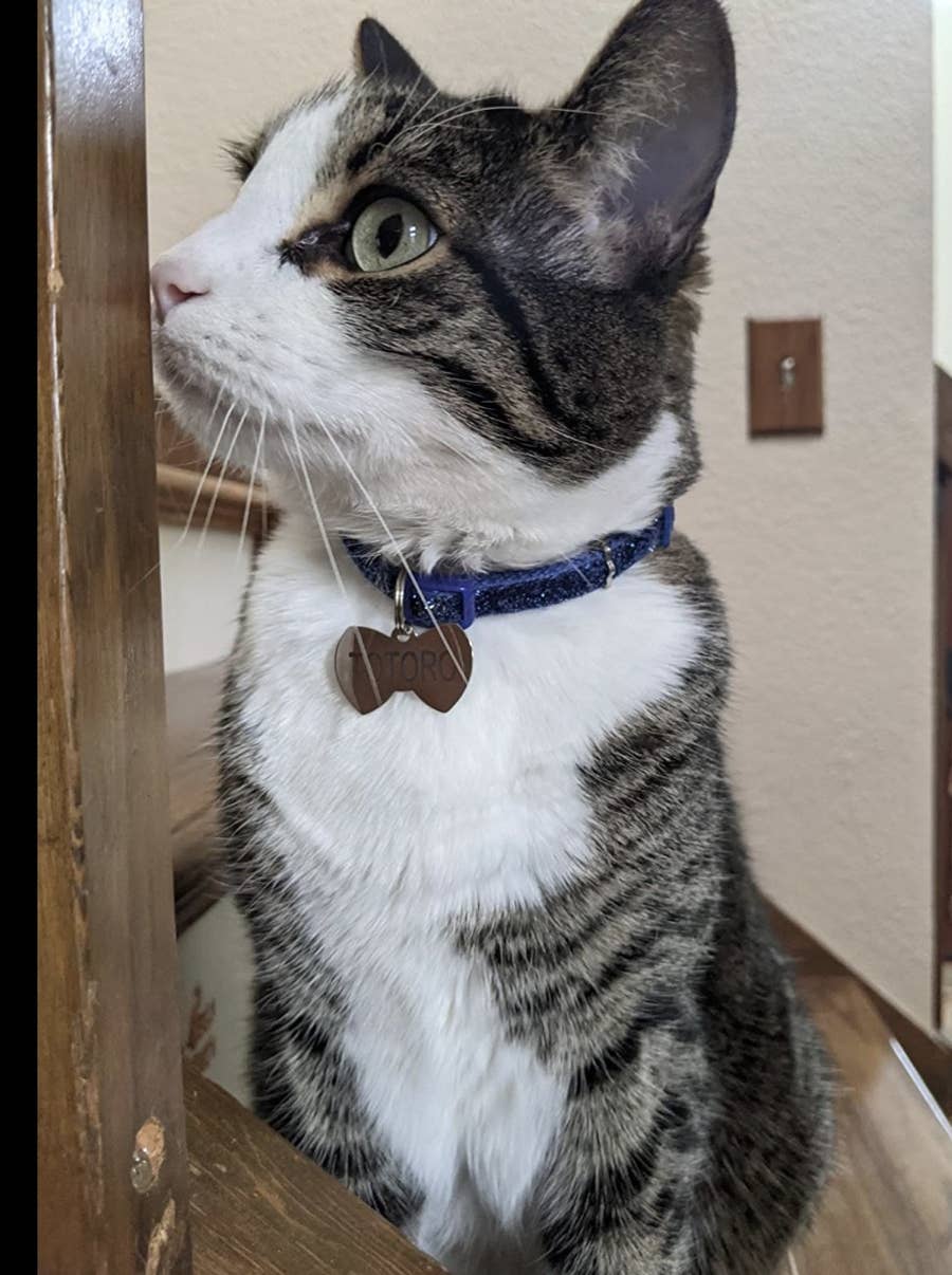 outdoor pet heating pad on 20 Things On Amazon That Outdoor Cat Owners Swear By