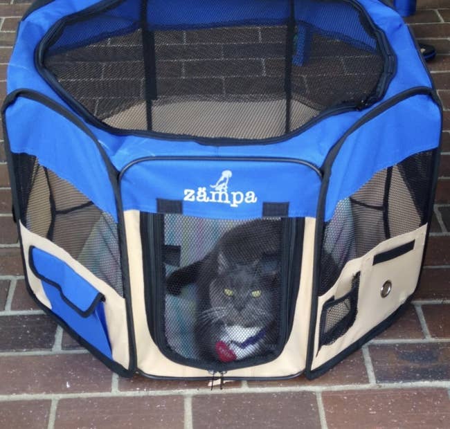 a cat resting in a portable play pen