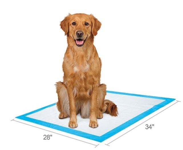 The set of dog pads in white with a blue boarder being used by a Golden Retriever