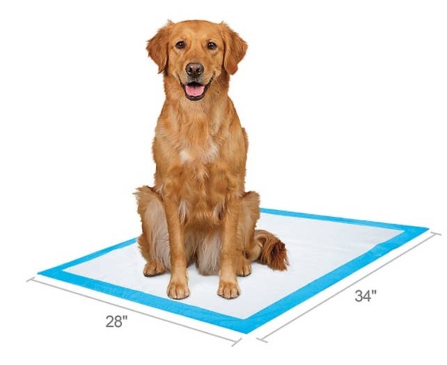 The set of XL dog pads in white with a blue boarder being used by a Golden Retriever