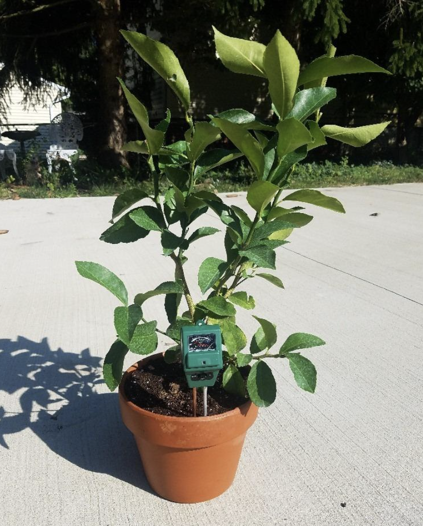 A reviewer&#x27;s lemon tree with the soil meter in the dirt