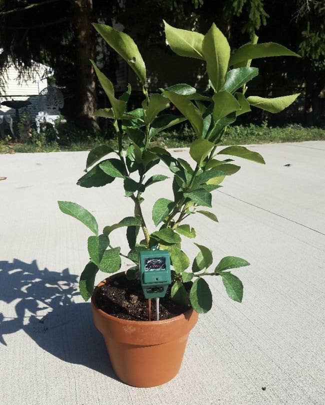 A reviewer's lemon tree with the soil meter in the dirt