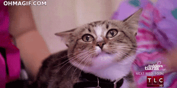 gif of cat being brushed and serving serious attitude