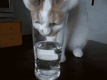 cat drinking water from a glass