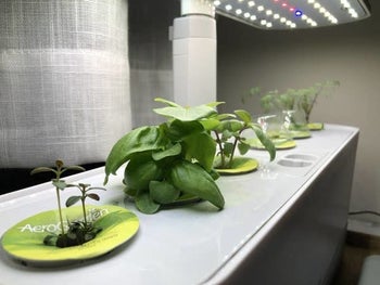 the writer's AeroGarden with newly sprouted plants