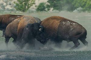 Two Bison Fighting