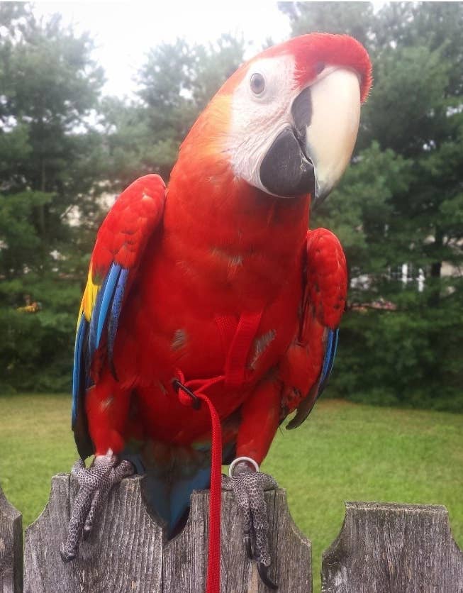 Reviewers scarlet macaw bird wearing the harness and leash outside