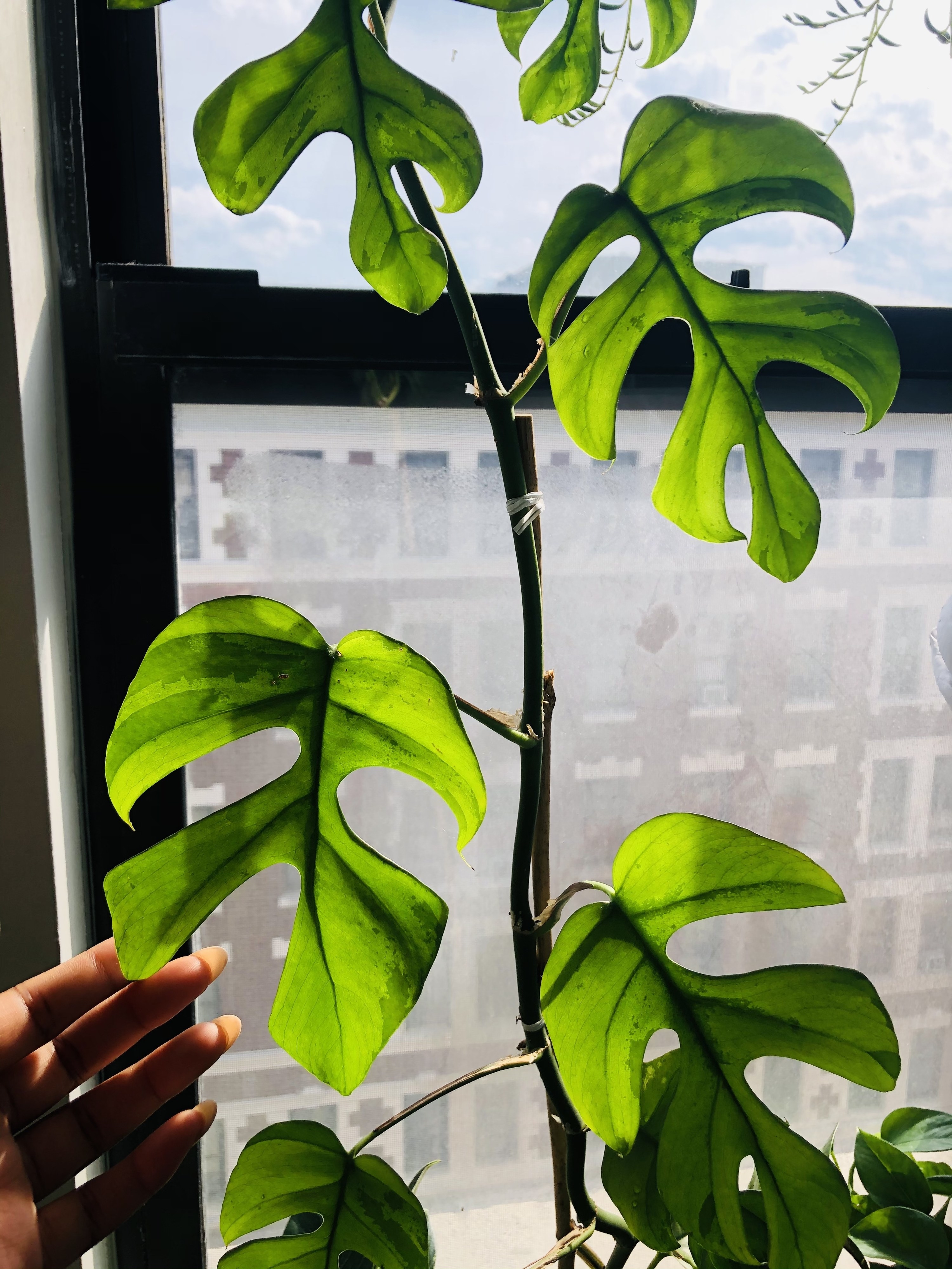 buzzfeed writers mini monstera plant in a windowsill 